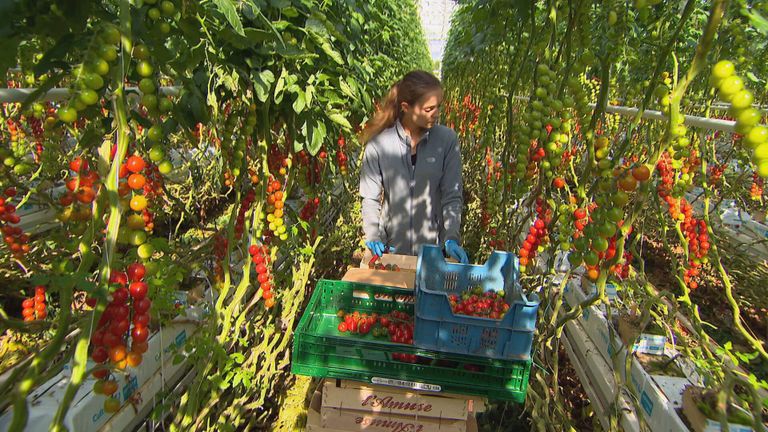 De glastuinbouw heeft het moeilijk (foto: Omroep Brabant).