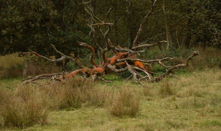 Portugese algen kleuren de boom oranje (Foto: Rikie van Engelen)