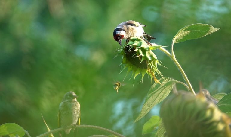 Een putter (Foto: Ton en Nellie van den Heuvel)