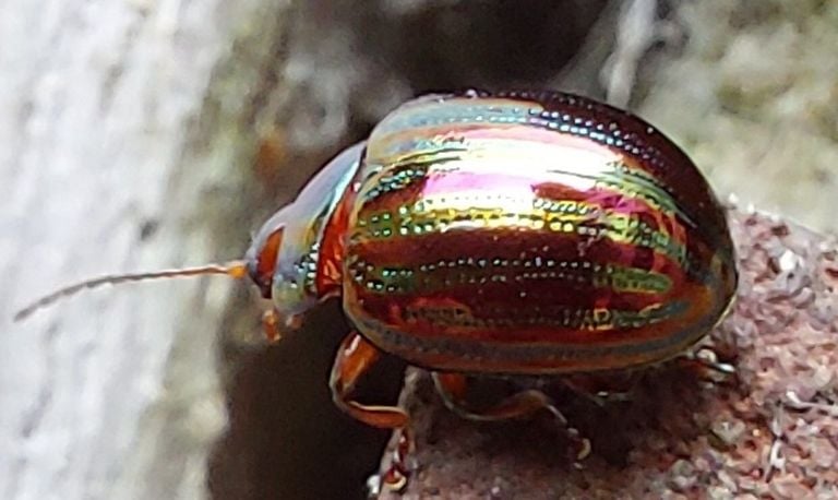 Het rozemarijngoudhaantje in de tuin Paul Oude Wesselink.