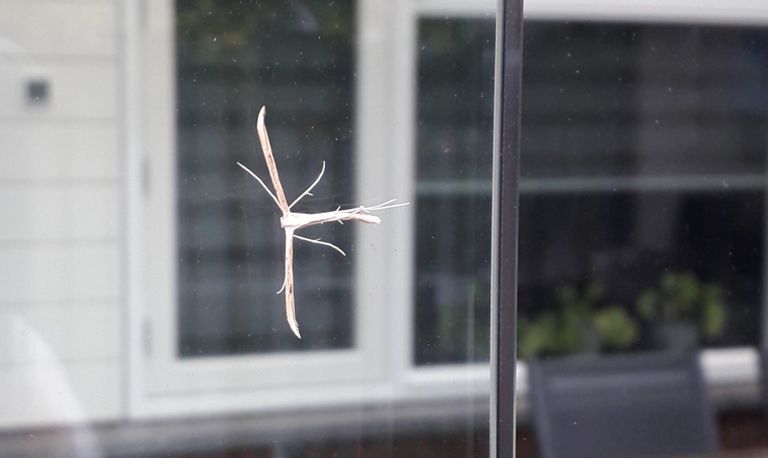 Dit is de windeverdermot die zijn vleugels heeft opgerold (foto: Anja Bastiaanse) 