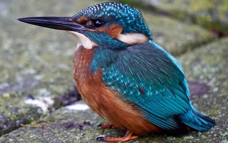 Nooit eerder zag Peggy van Kaathoven de ijsvogel van zo dichtbij. (foto: Peggy van Kaathoven)