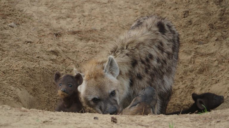 De twee jonkies met hun moeder. (foto: Beekse Bergen/Mariska Vermeij-Van Dijk)