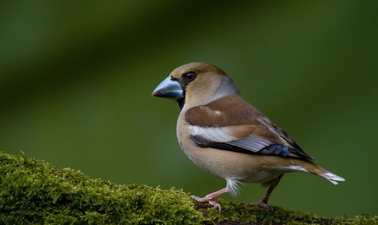 Foto: Jan Nijendijk