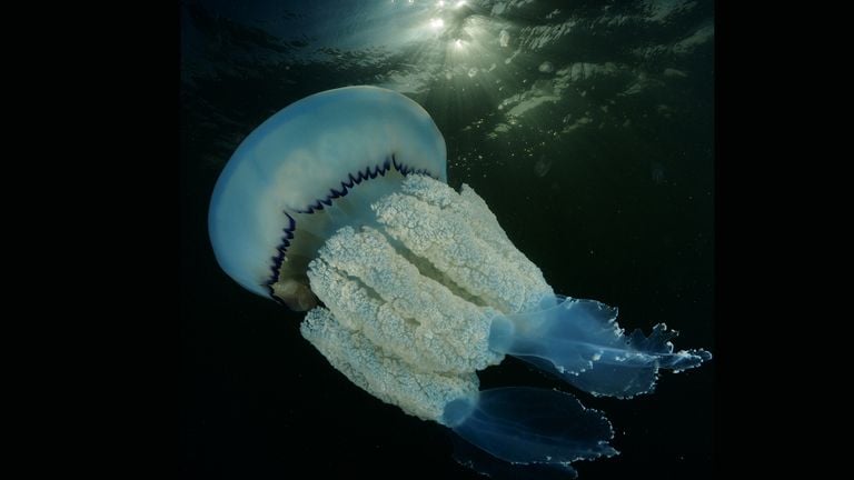 Nederlands' grootste kwal in de Oosterschelde. Foto: René Weterings