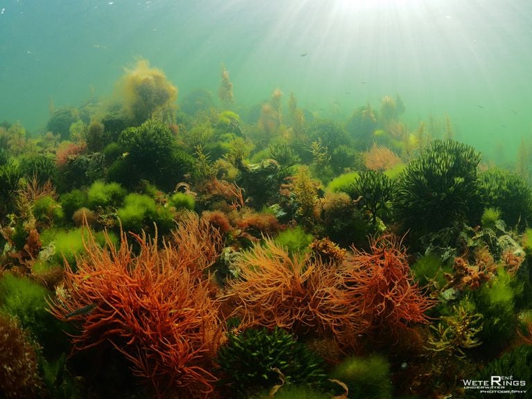 Het zeewierlandschap. Foto: René Weterings