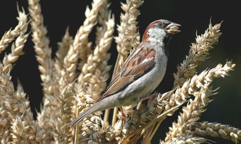 Foto: Piet Munsterman.