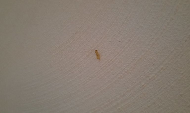 Geen rups, maar een larve van een meelmot oftewel voorraadmot. foto Bernie de Bijl 