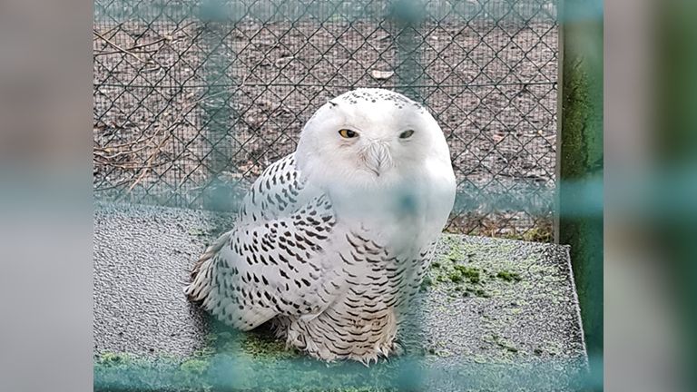 De gevangen sneeuwuil. De soort is bekend van de Harry Potterfilms (privéfoto).