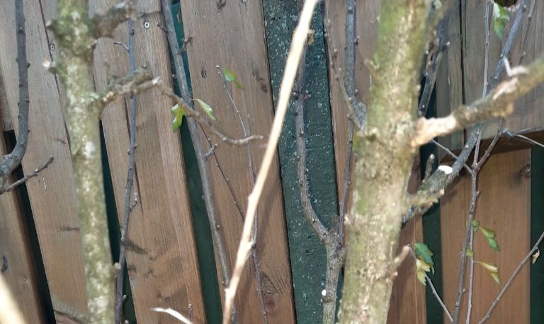 Gestripte takken van een hebiscusboom (foto: Leo Valentijn).