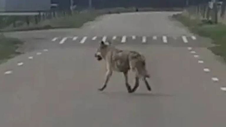 Een wolf werd gezien op de Koeveringsedijk tussen Lepelstraat en Steenbergen. (Foto: Pieter Korst)