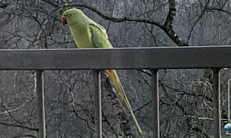 Halsbandparkieten komen zelfs op het balkon om eten te halen. (Foto Th. van de Sanden)