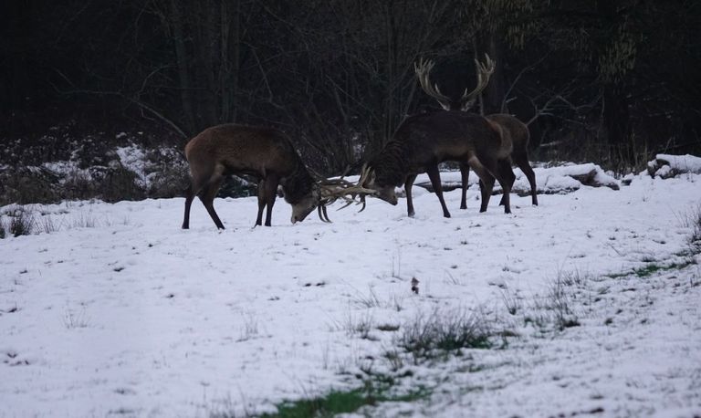 Foto: Han van Roosmalen