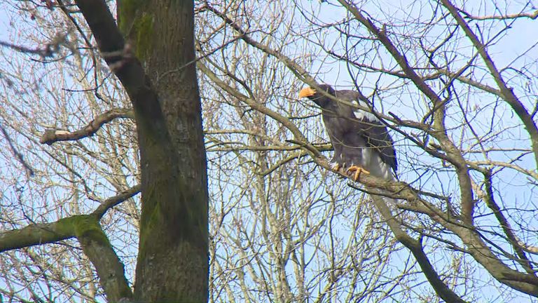 De zeearend zit hoog in de boom (foto: Omroep Brabant).