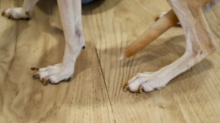 De hond heeft heel lange nagels die door een dierenarts geknipt moeten worden.