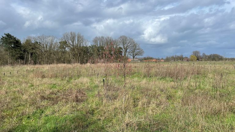 Agroforestry in Slabroek (foto: Jos Verkuijlen)