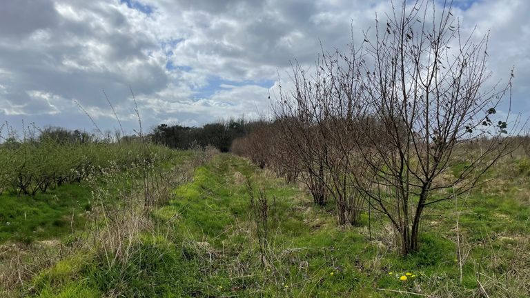 Agroforestry in Slabroek (foto: Jos Verkuijlen).