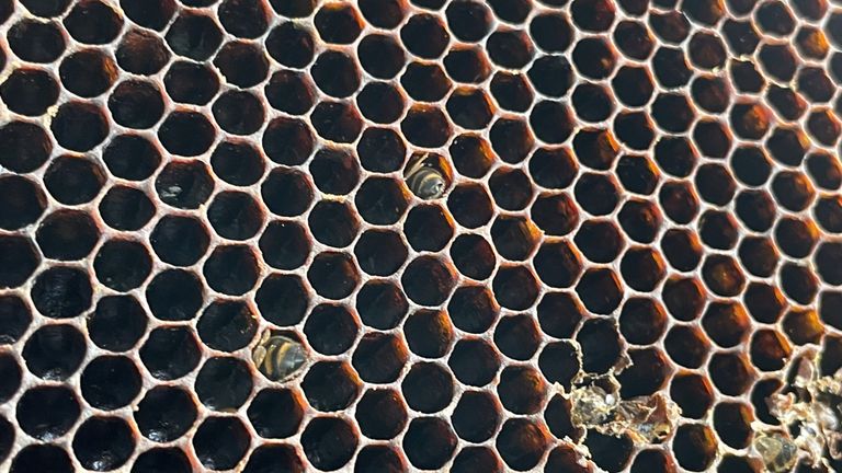 Dode bijen in een bijenraat (foto: Jos Verkuijlen).