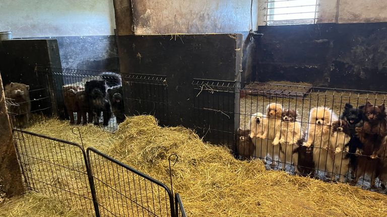 Een van de plekken waar de dieren zitten (foto: Landelijke Inspectiedienst Dierenbescherming). 