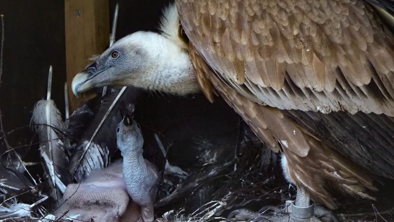 Jong en adoptiemoeder maken het goed (foto: Beekse Bergen).