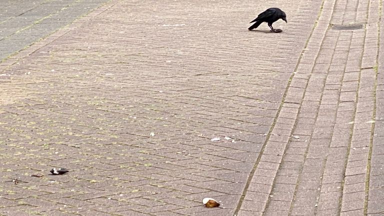 Kraai met een mossel (foto: Karin Reimann-Haan).