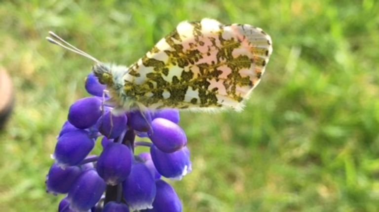 Oranjetipje op blauwe druifjes (foto: Liesbeth van Hees-Linders).