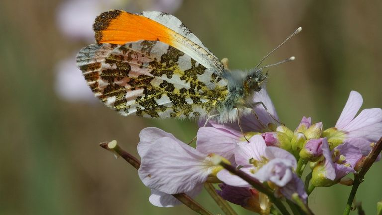 Oranjetipje (foto: Vlinderstichting/Joost Uittenbogaard).