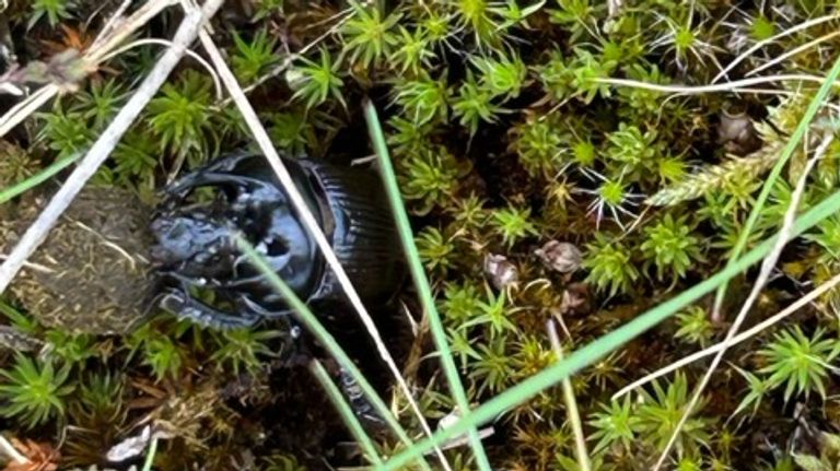 Driehoornmestkever met de keutel van een konijn (foto: René Molenschot).