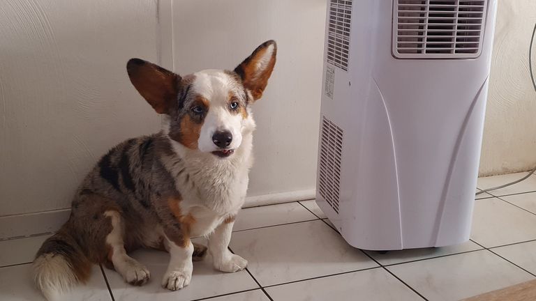 Dit hondje weet waar het fris is (foto: Sanne van Herp).