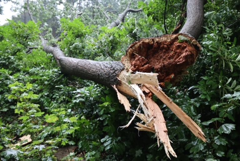 Omgewaaide boom in Vught (Foto: Bart Meesters/SQ Vision)