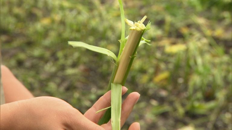 De buitenkant voor isolatie, de binnenkant voor houtvervangers (foto: Omroep Brabant).