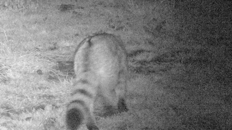 De wilde kat gespot op een natuurcamera.