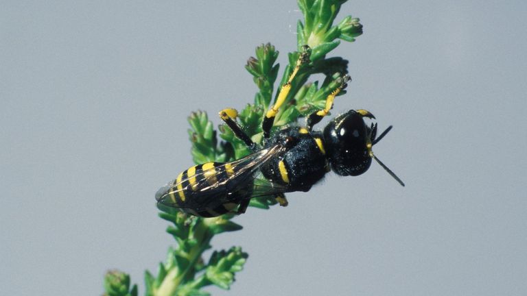 Een blokhoofdwesp (foto: Frits Bink).