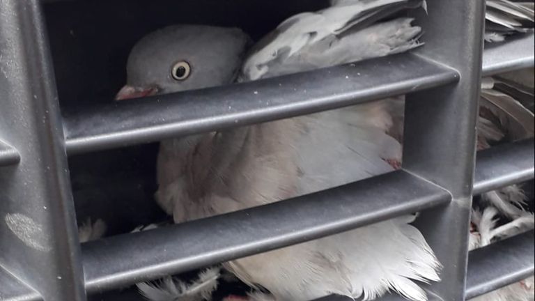 De duif vloog tijdens het rijden in de grill (foto: Dierenambulance Maasland)