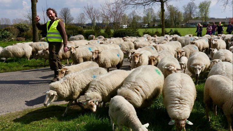 Bart met zijn schapen. Foto: Omroep Brabant.