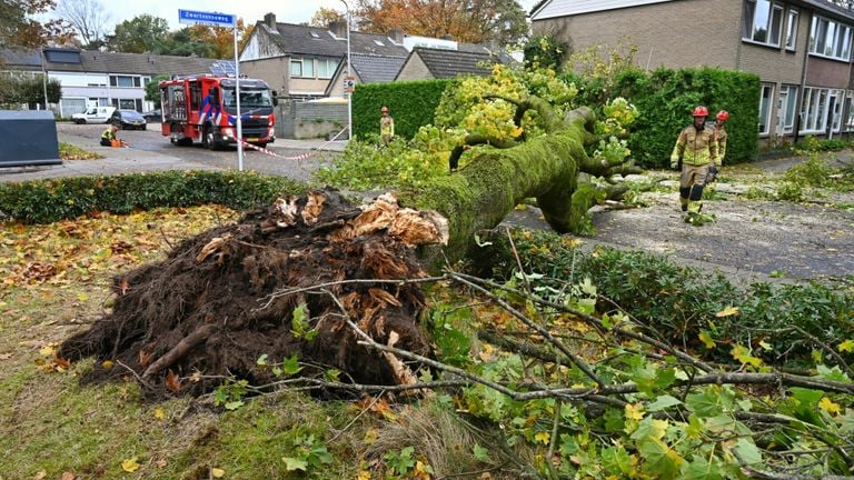 Ook in Tilburg waaide een boom om (foto: Toby de Kort/SQ Vision.