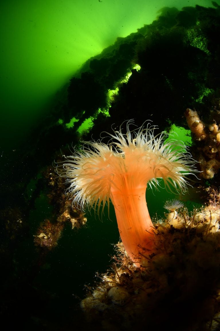 Marco won gold in the wide angle category with sea anemones.