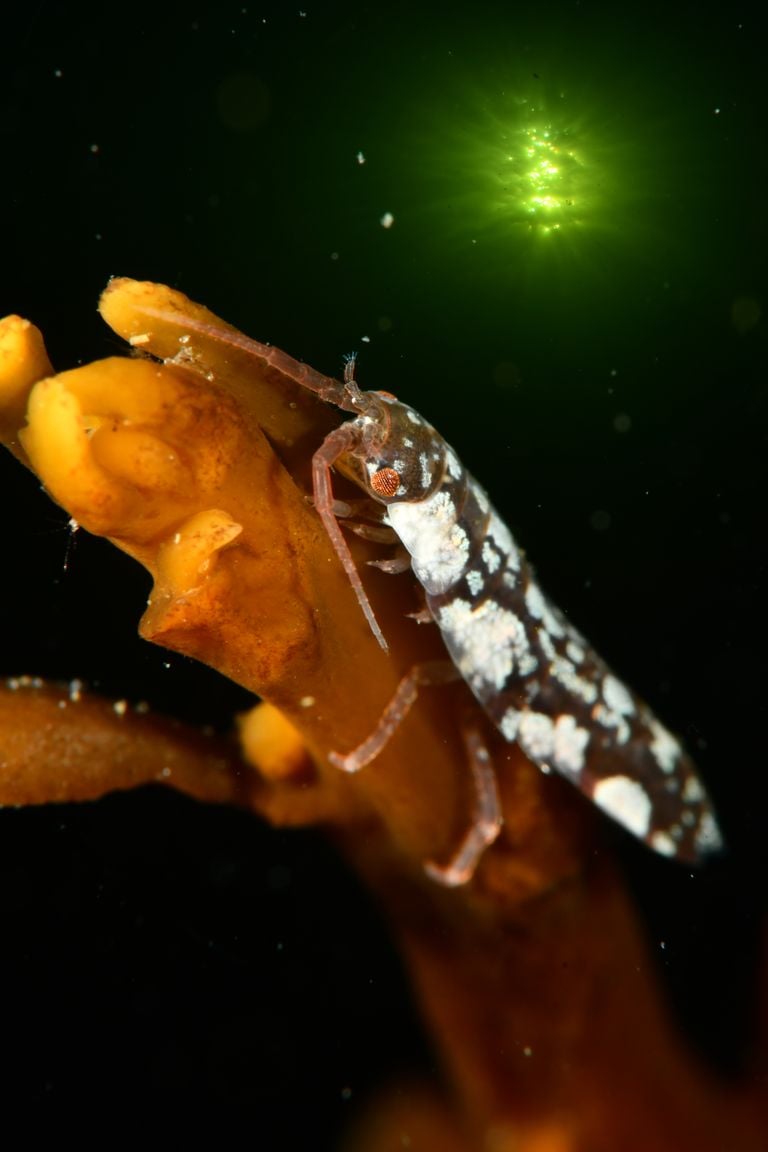 Underwater woodlice for macro class.