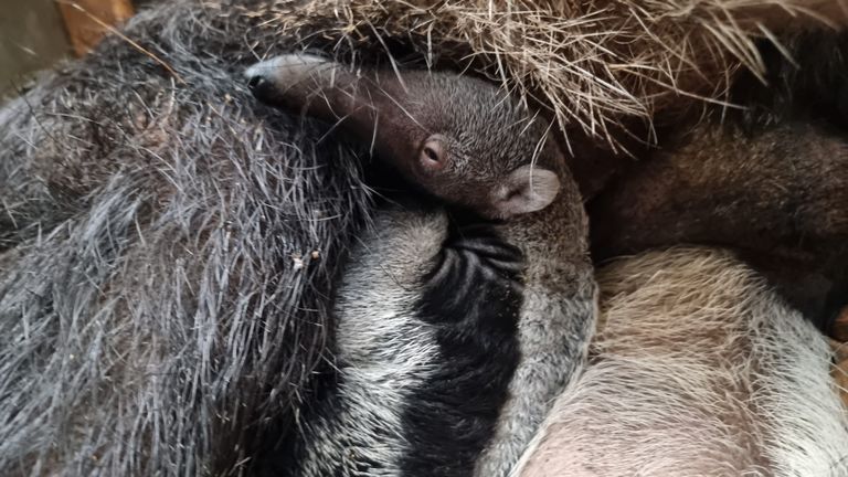 Foto: ZooParc Overloon.