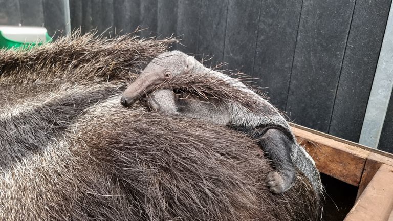 Foto: ZooParc Overloon.