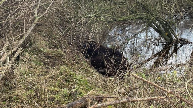 De koe was bijna onbereikbaar door de hoge waterstand (foto: Dierenambulance).