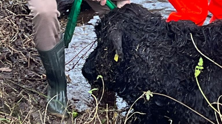 De koe wordt uit het water gehaald (foto: Dierenambulance)