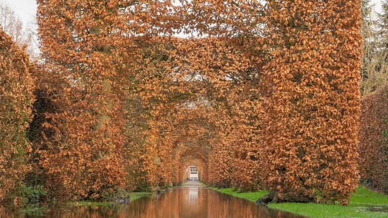 Ook deze beukenhaag staat met de voetjes in het water (foto Annie Nieuwenhuizen - De Jong)