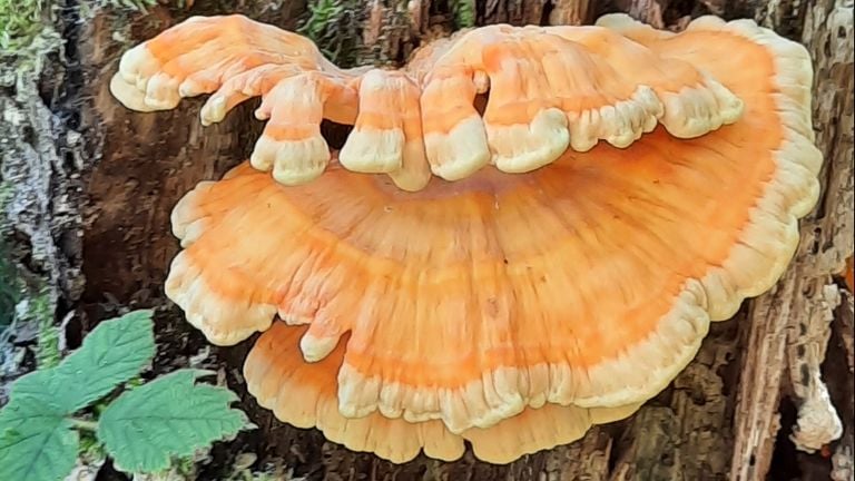 Knaloranje/gele zwammen die soms naar kip ruikt (foto: Mary Wilson). 