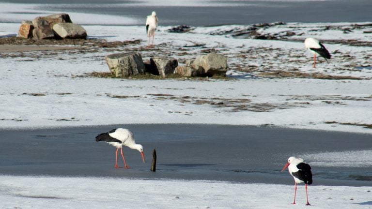 Ooievaars in Safaripark Beekse Bergen (foto: Gerard Rombouts).