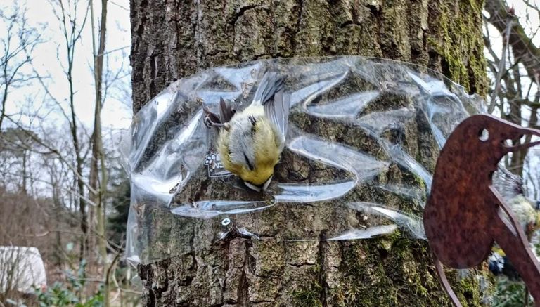 Een pimpelmees vastgeplakt aan plakfolie (foto: Dierenambulance Maasland)