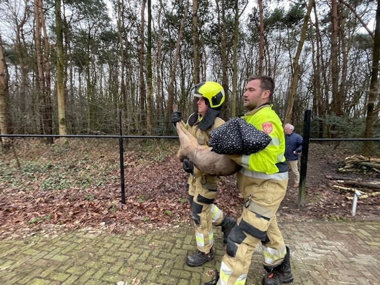 Ree bevrijd uit poort (Foto SK-Media).