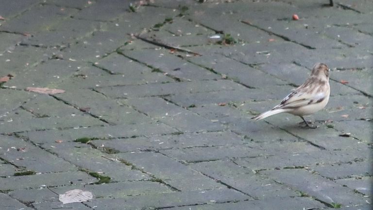 Het is geen vrouwtje vink, geen sneeuwgors, maar vermoedelijk een hybride (gekruiste) puttersoort, foto Marjolein Deryckere