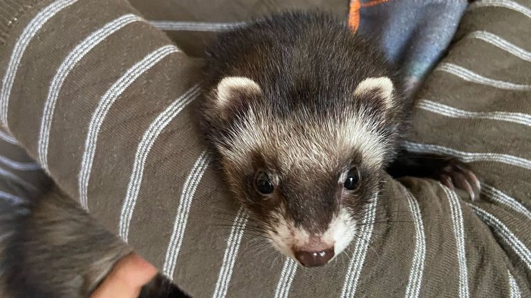 Freddy werd snel met zijn eigenaar herenigd (foto: Dierenambulane Den Bosch)