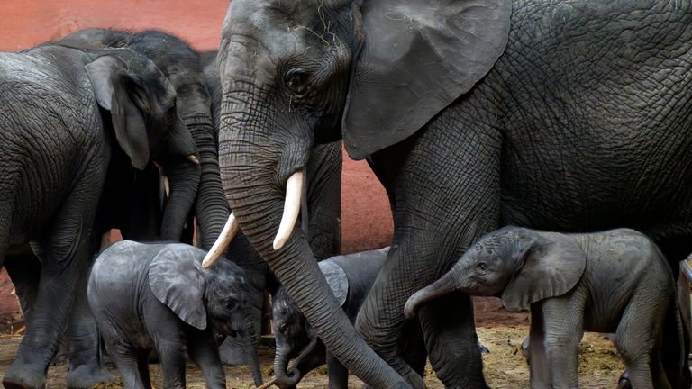 Olifantjes Mosi, Ajabu en Tendai (rechts) achter moeder Punda (foto: Beekse Bergen)